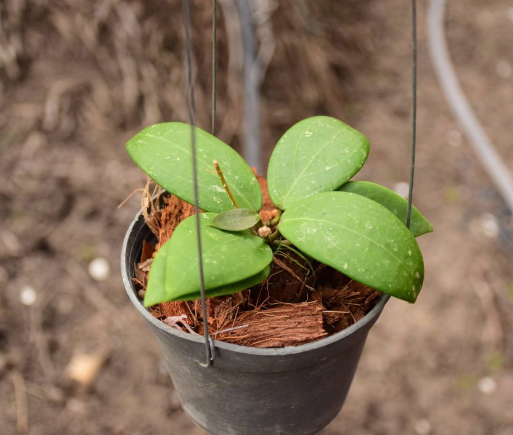 Hoya erythrostemma hat som paen