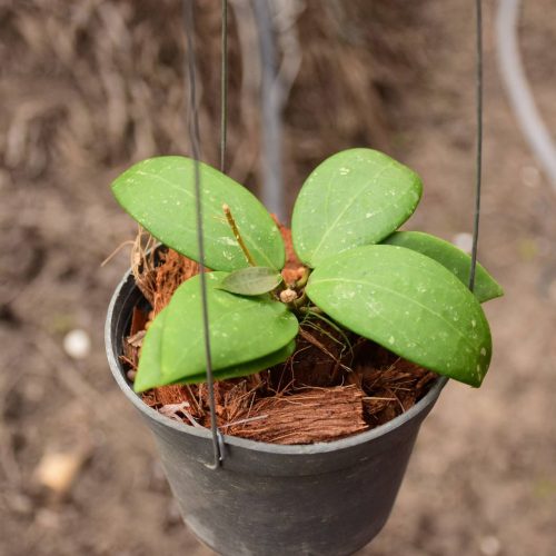 Hoya erythrostemma hat som paen