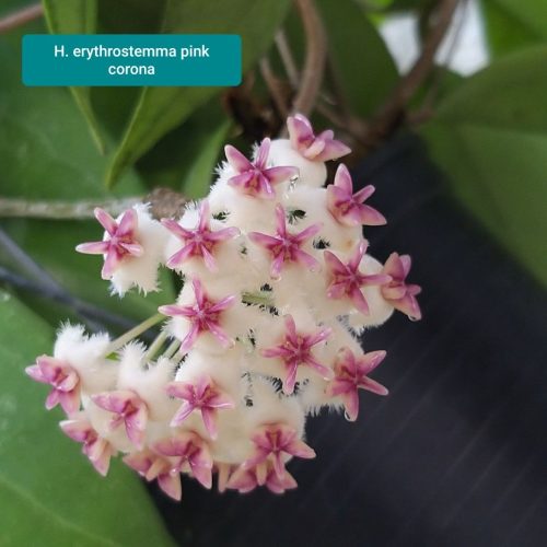 Hoya erythrostemma