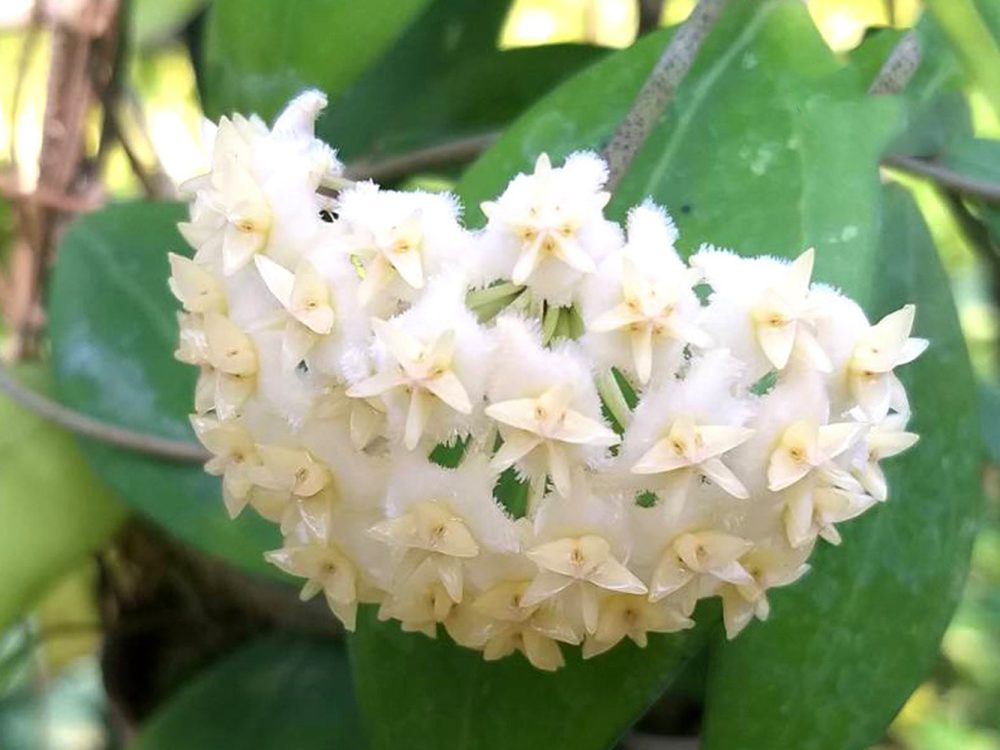 Hoya erythrostemma