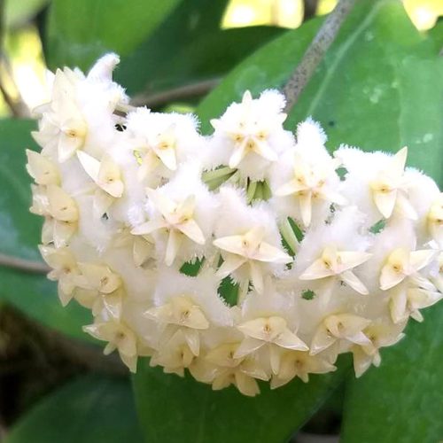 Hoya erythrostemma