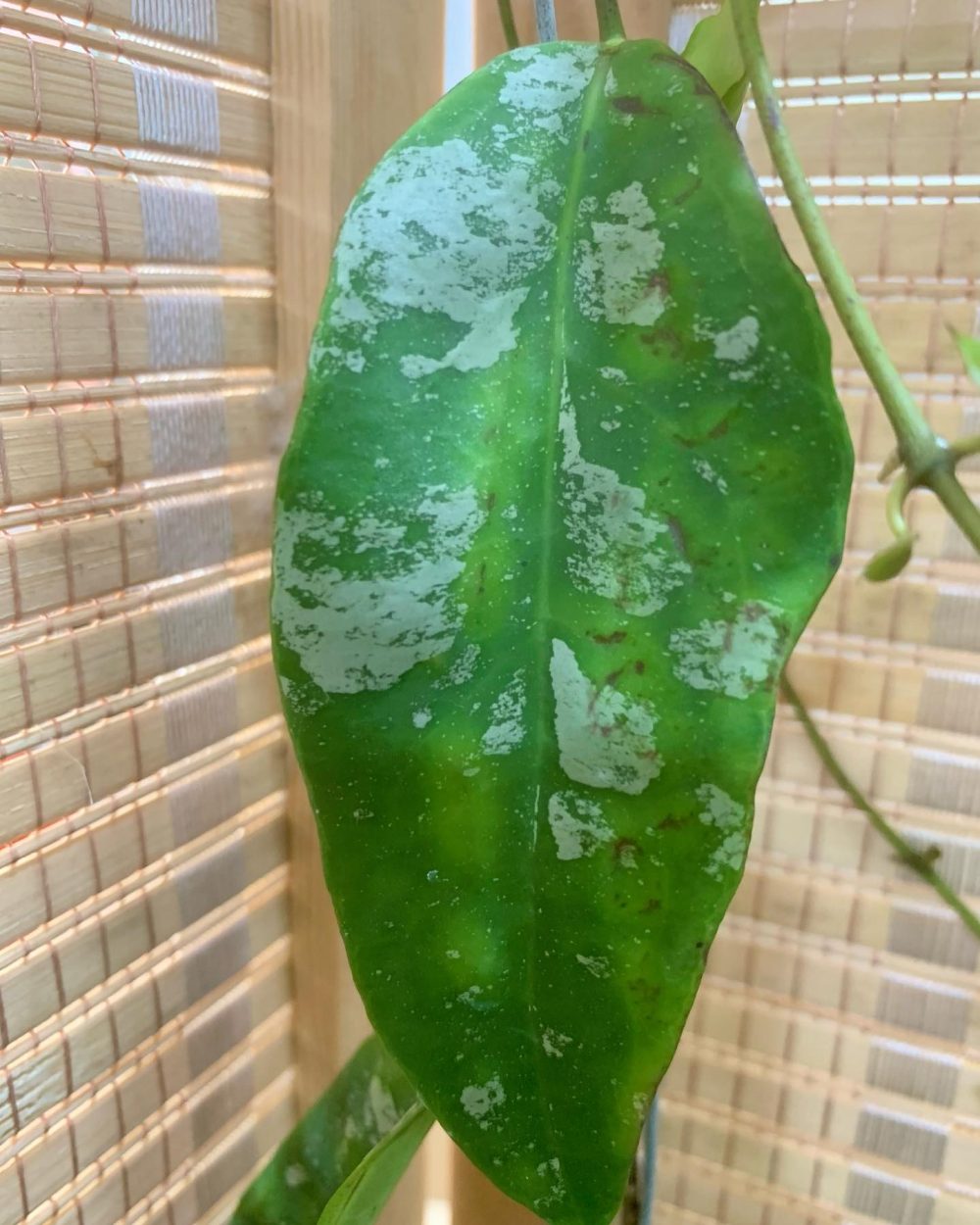 Hoya fauziana ssp. angulata