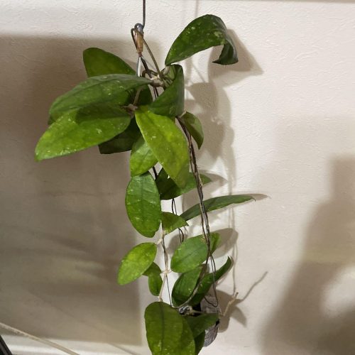 Hoya finlaysonii Phangnga