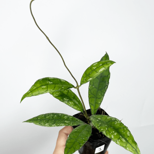 Hoya finlaysonii epc 317