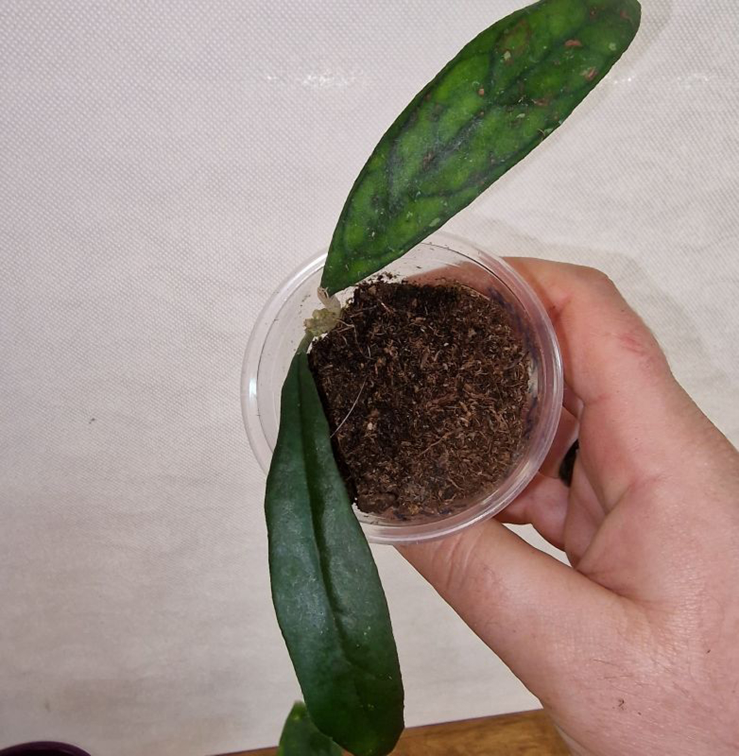 Rare Hoya Finlaysonii 'Songkhla' for Sale | 1