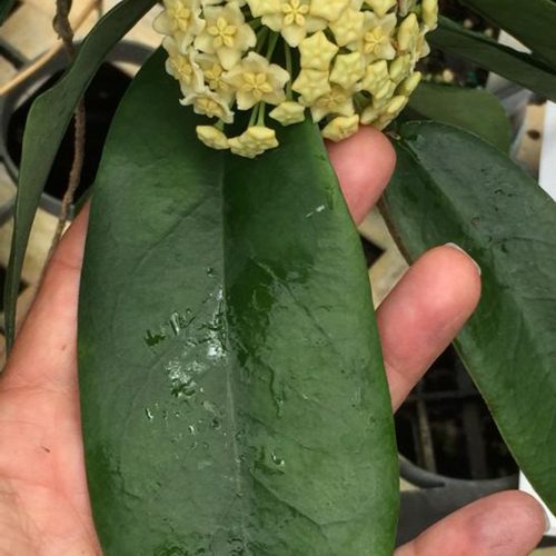 Hoya flavescens