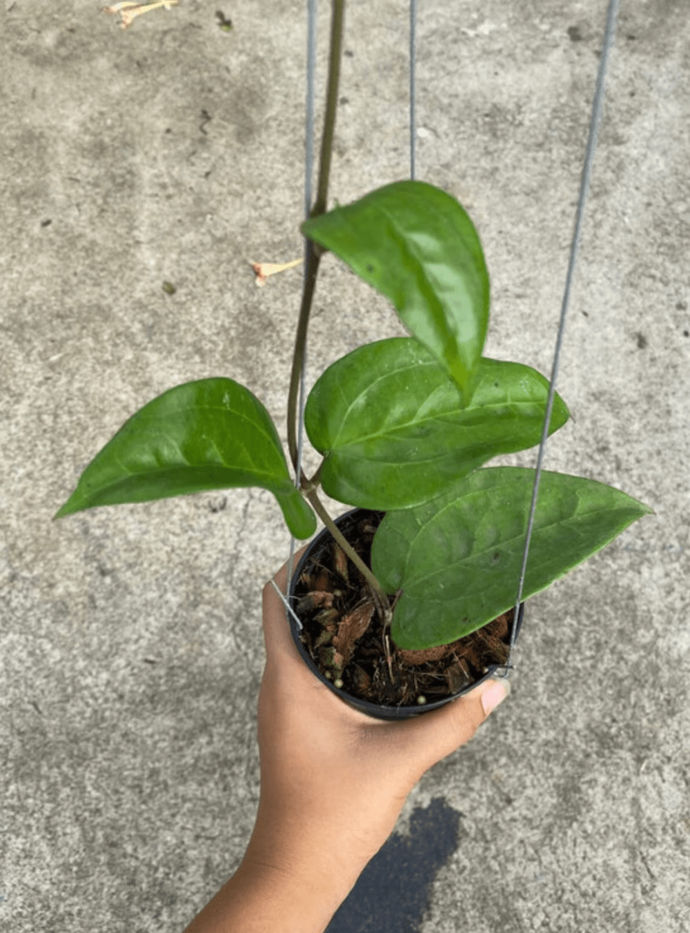 Hoya glabra