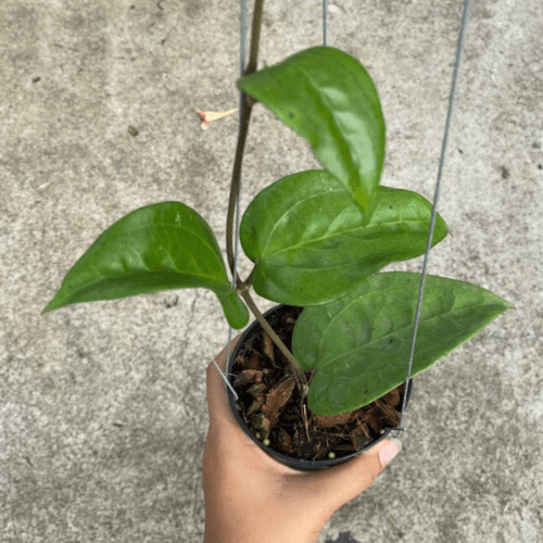 Hoya glabra