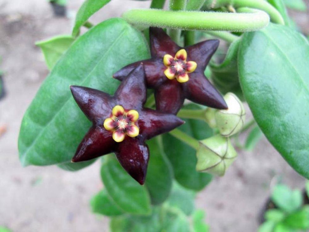 Hoya guppyi