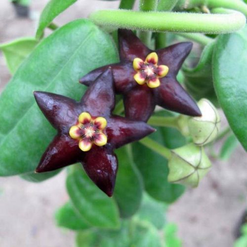 Hoya guppyi