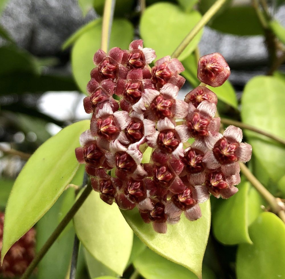 Hoya halophila