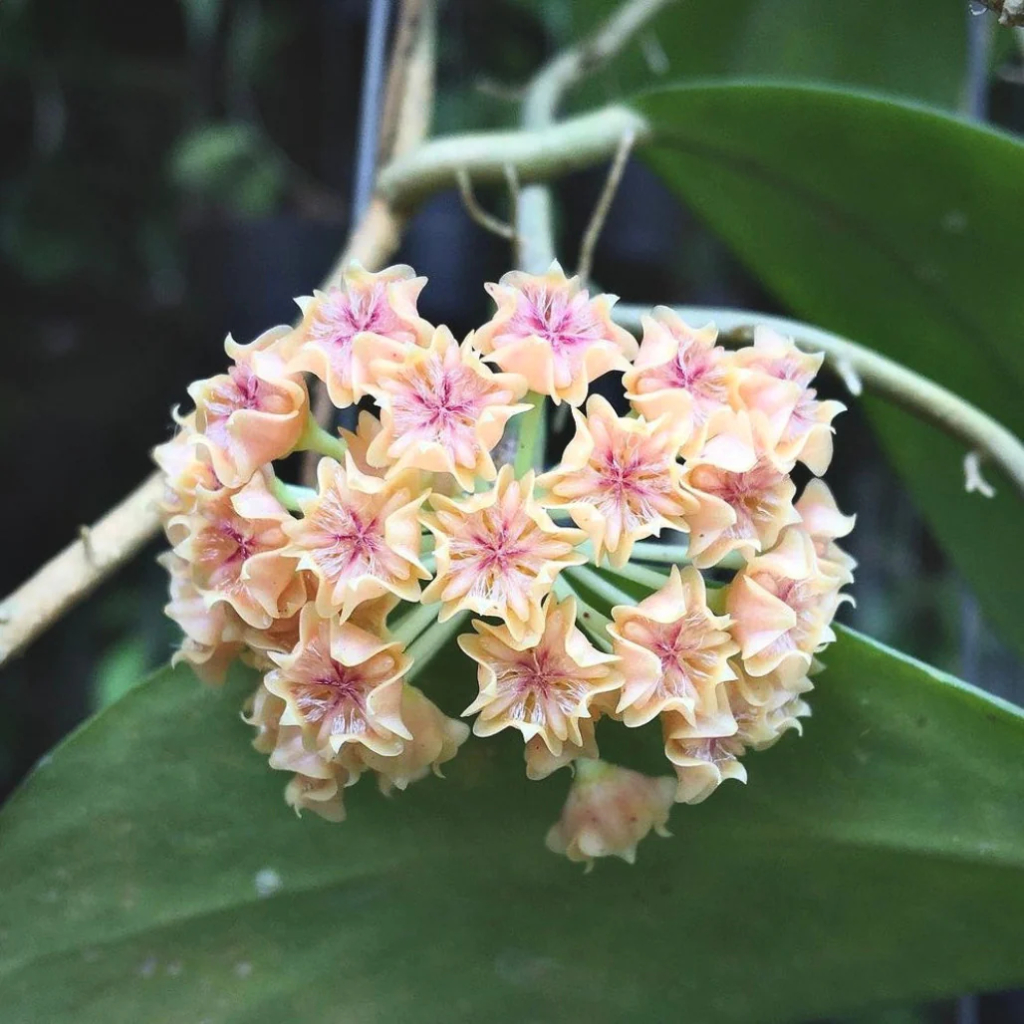 Rare Hoya Hanhiae 'Lite Pink' for Sale | 1