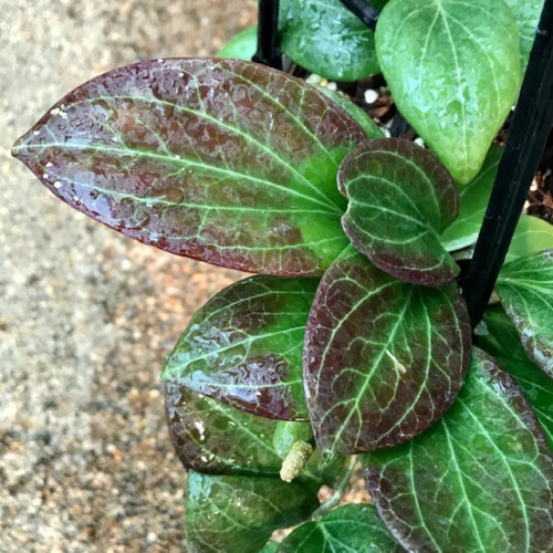 Hoya hellwigiana IML 1101