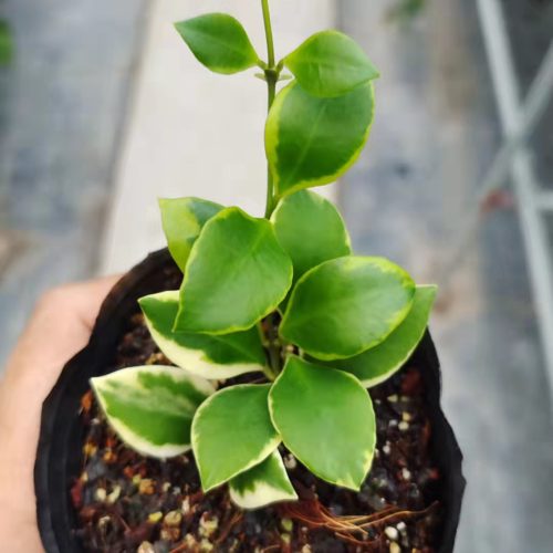 Hoya heuschkeliana albomarginata