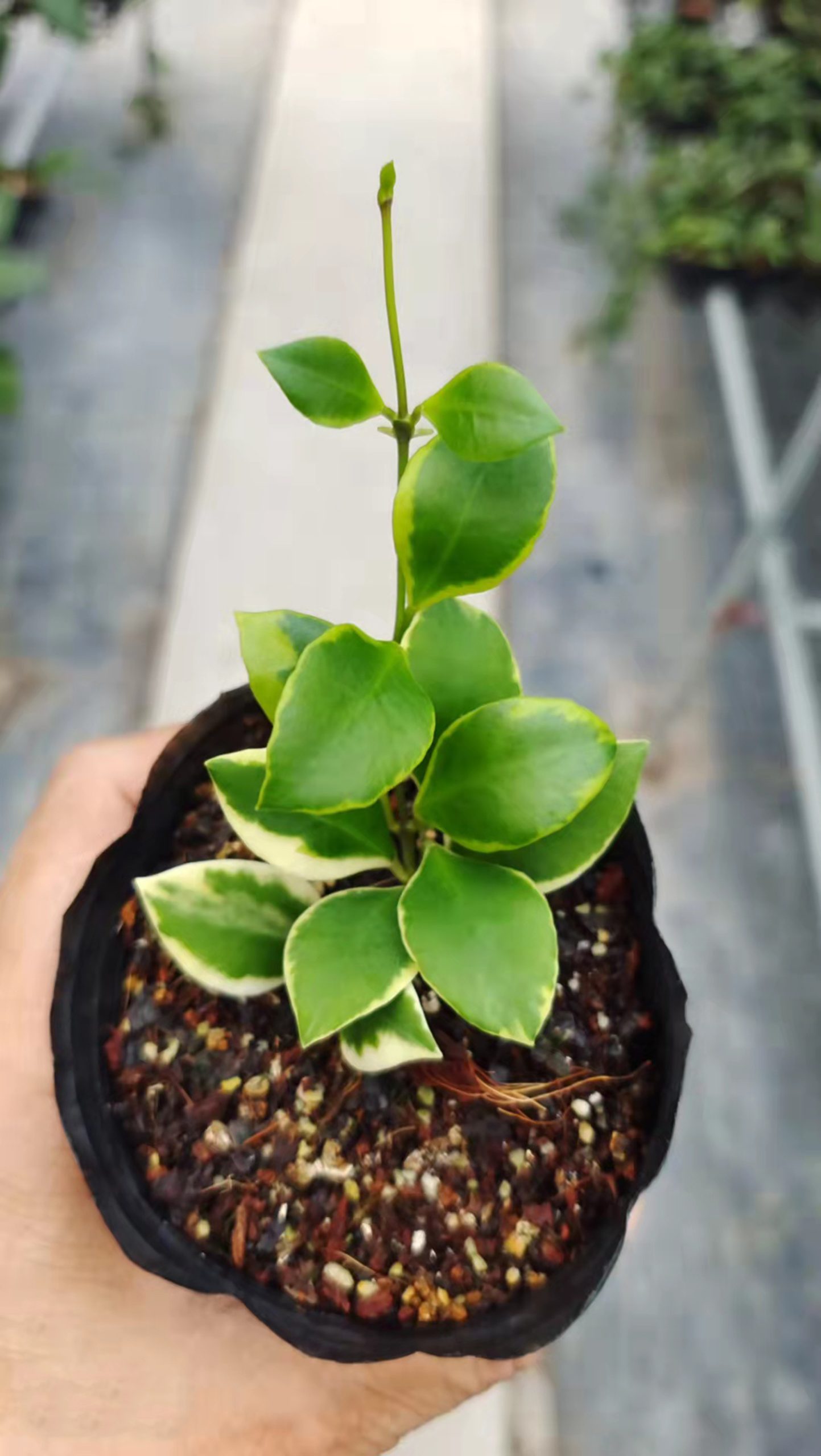 Variegated heuschkeliana shops hoya rare