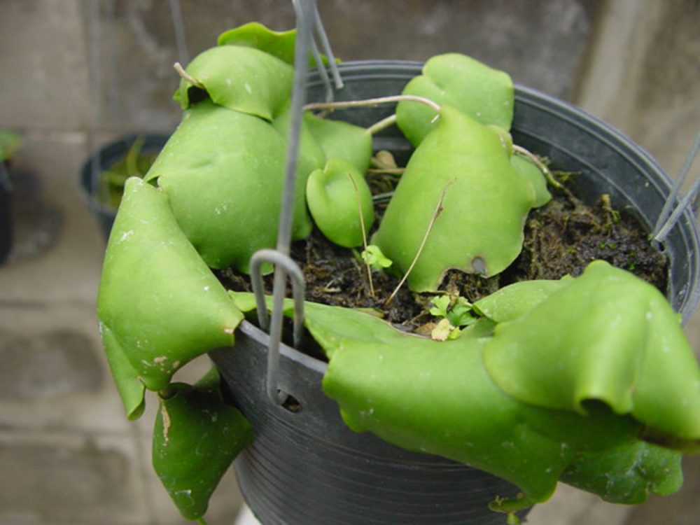 Hoya imbricata var. imbricata