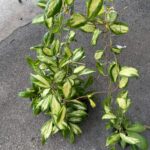 Hoya incrassata reverse variegated