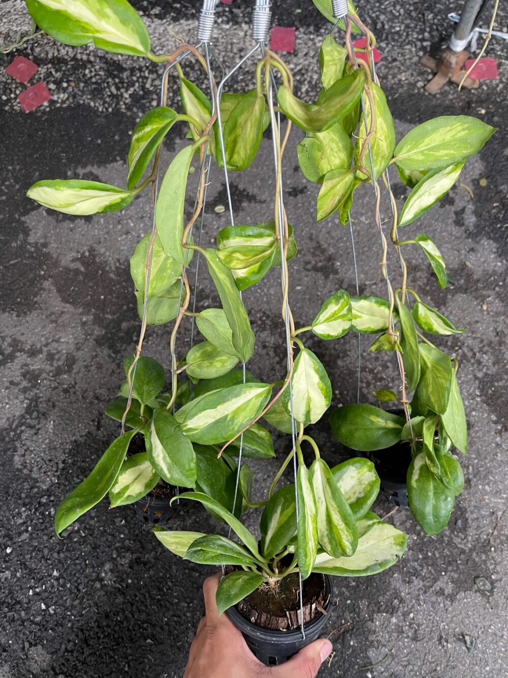 Hoya incrassata reverse variegated