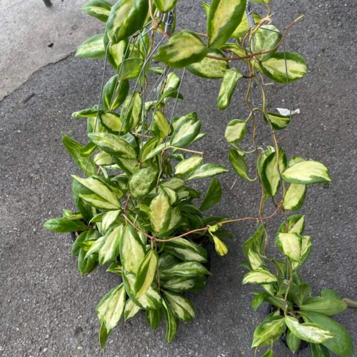 10 x Hoya Incrassata Reverse variegated long size / Moon Shadow 4"