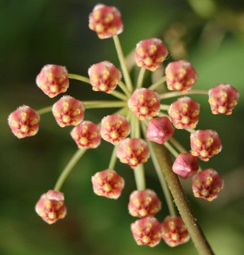 Hoya incurvula sulawesi