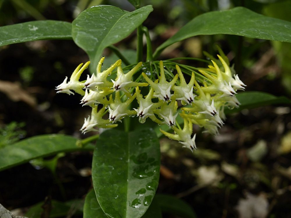 Hoya javanica