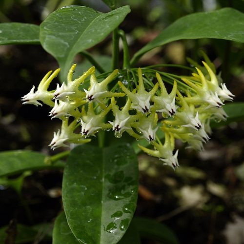 Hoya javanica