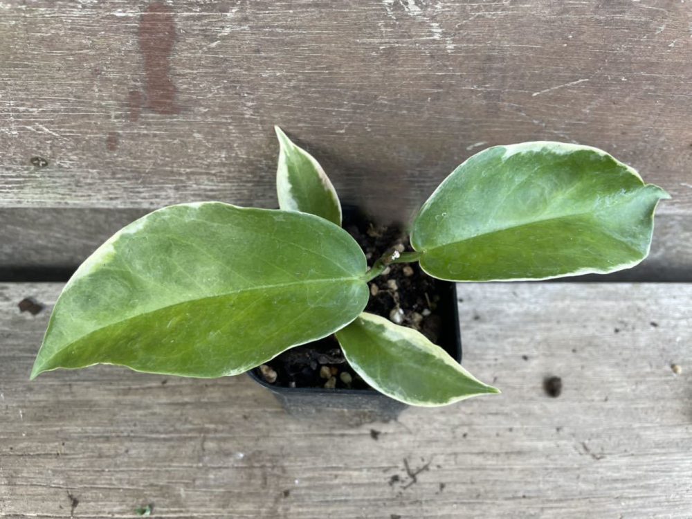 Hoya kenejiana albomarginata