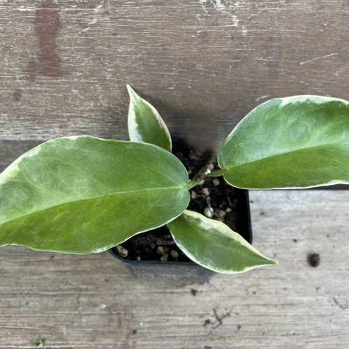 Hoya kenejiana albomarginata