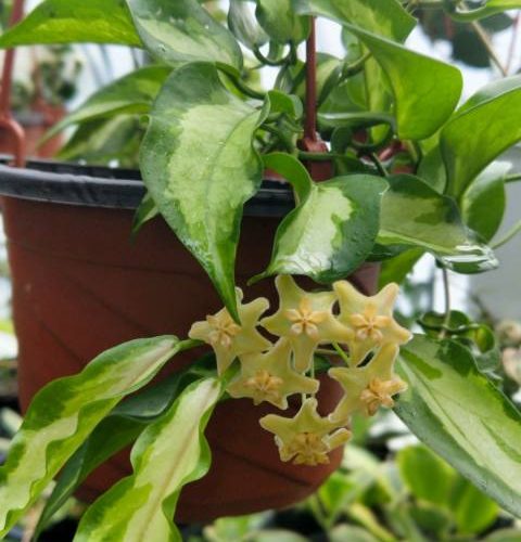 Hoya kenejiana variegated