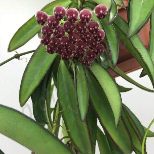 Hoya kentiana