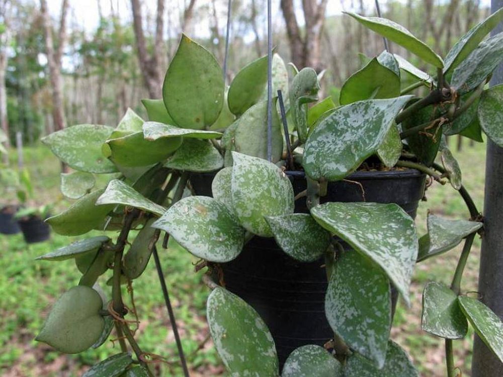 Hoya lacunosa Eskimo