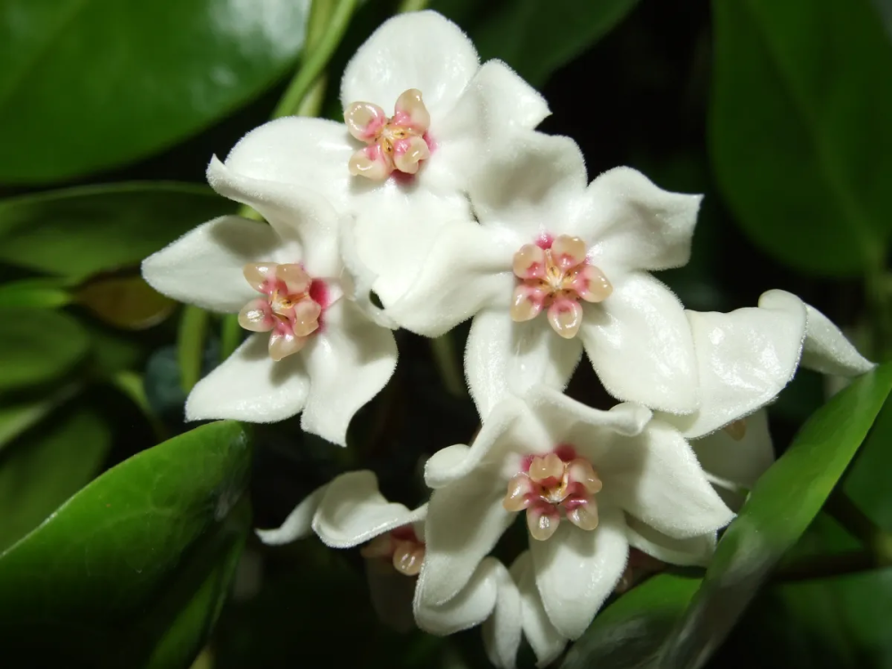 Hoya leucorhoda