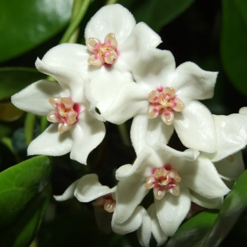 Hoya leucorhoda