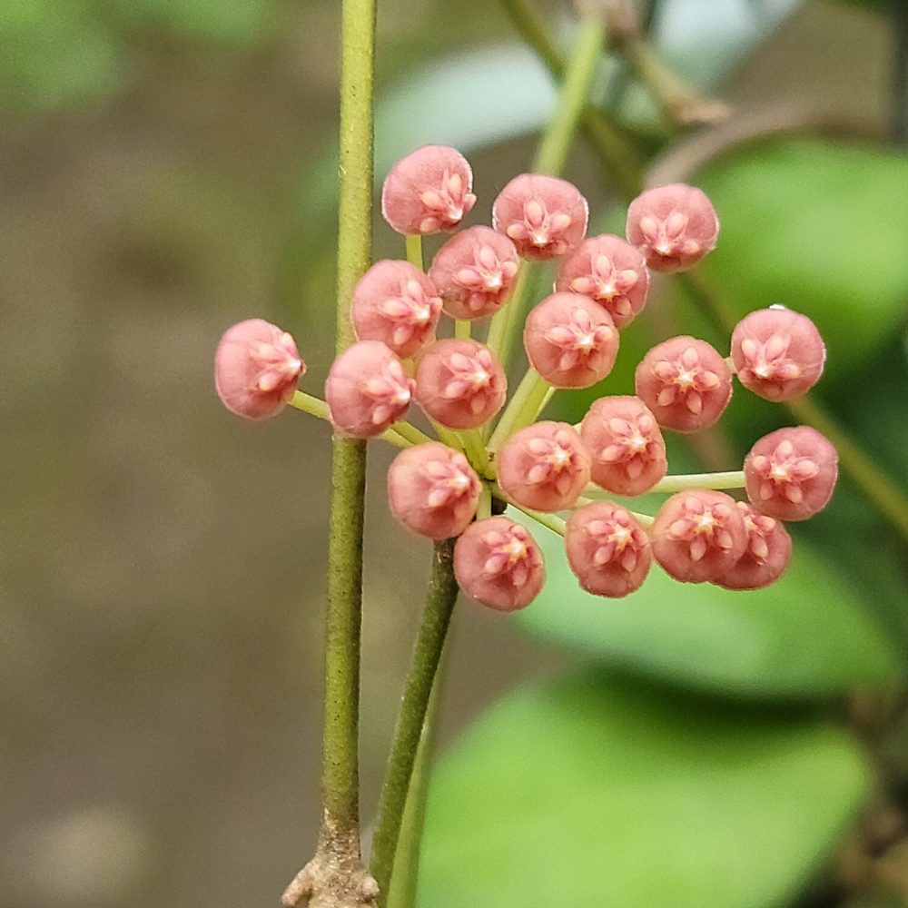 Hoya leytensis pink