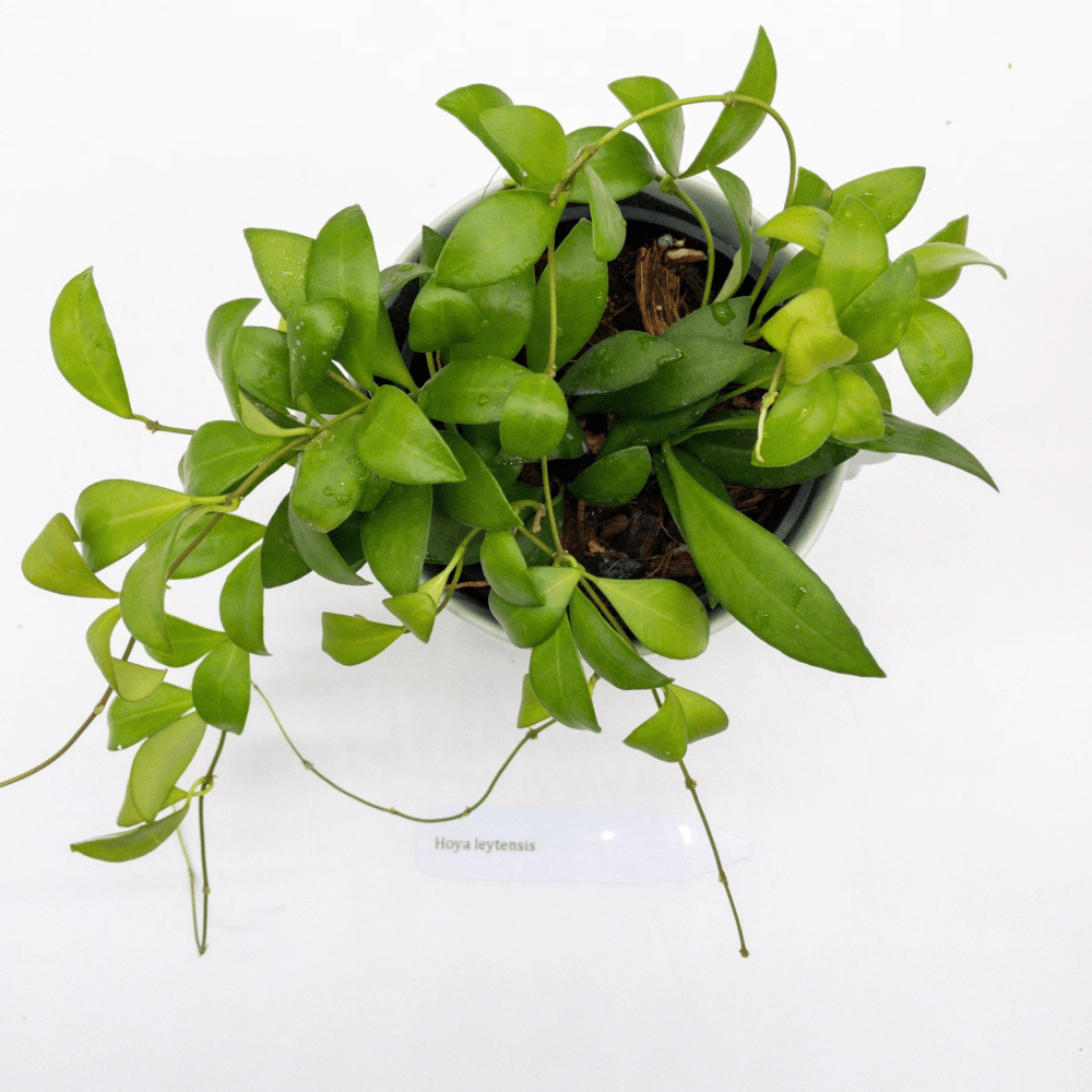 Hoya leytensis yellow