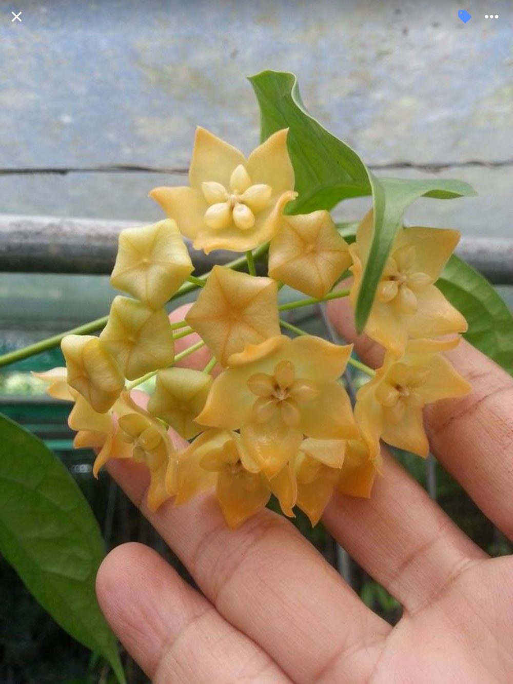 Hoya linusii