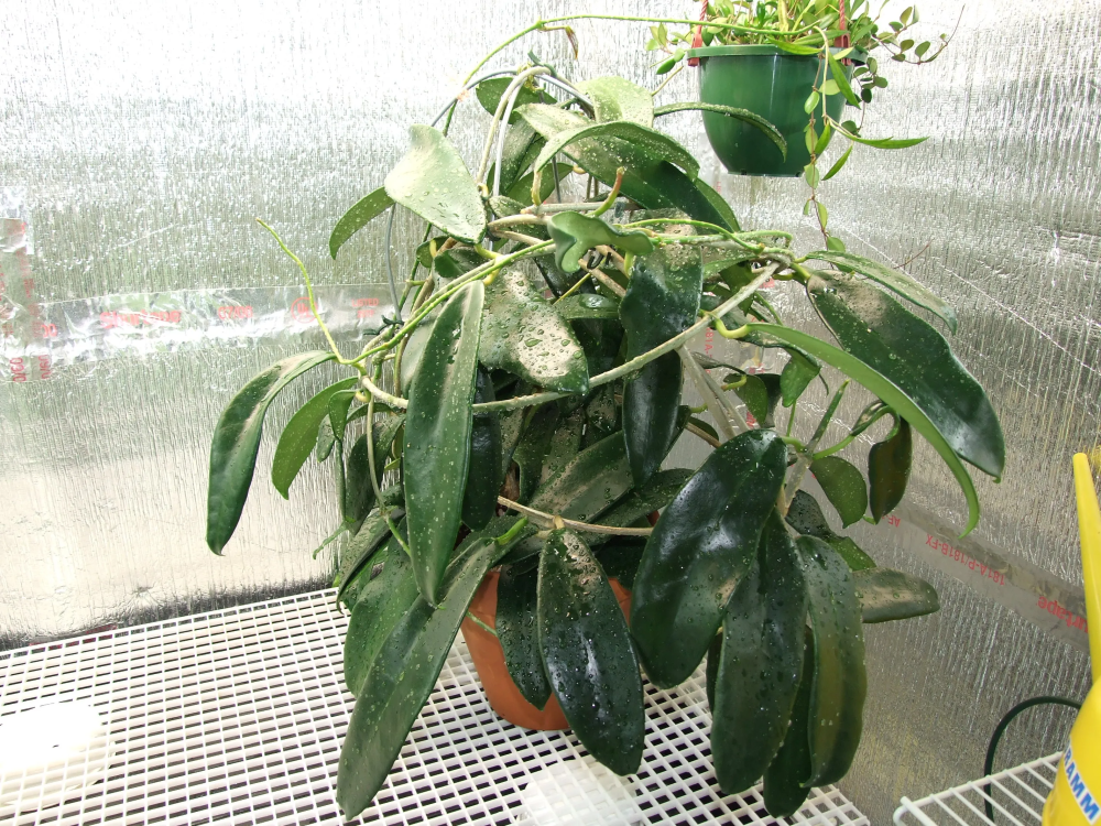 Hoya meliflua ssp Fraterna