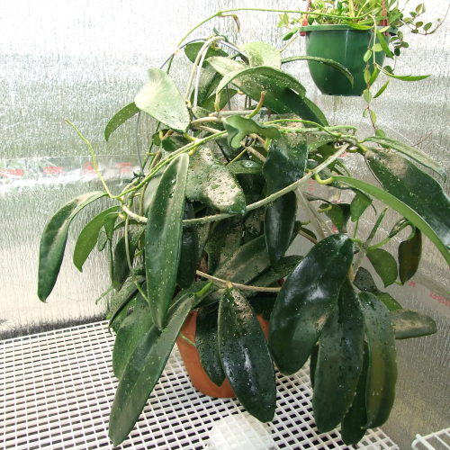 Hoya meliflua ssp Fraterna