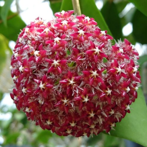Hoya mindorensis red flower