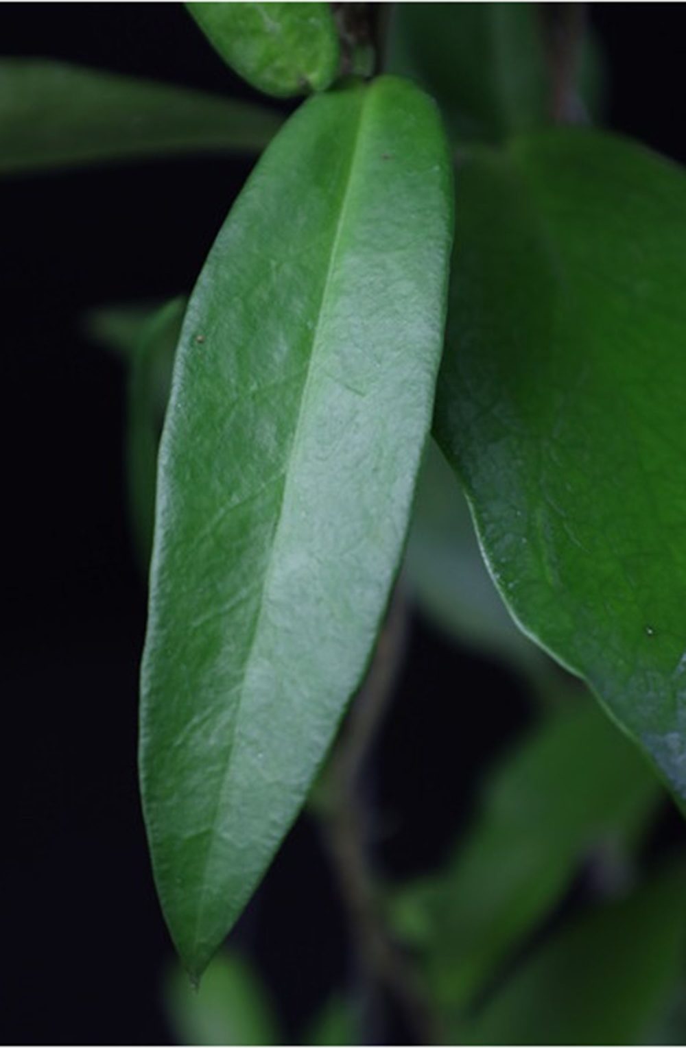 Hoya montana