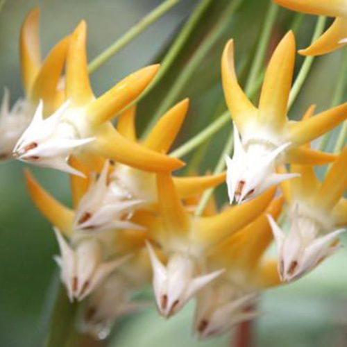 Hoya multiflora lite orange