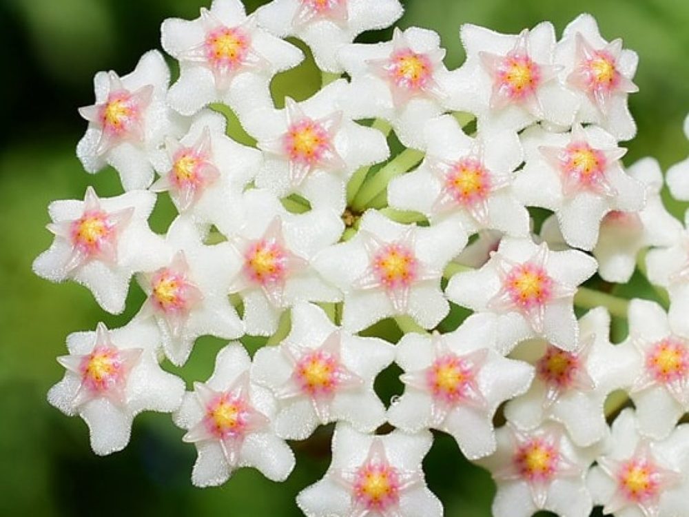 Hoya nummularioides