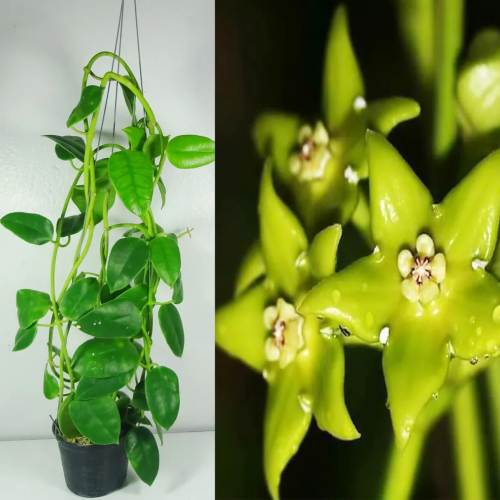 Hoya obtusifolioides