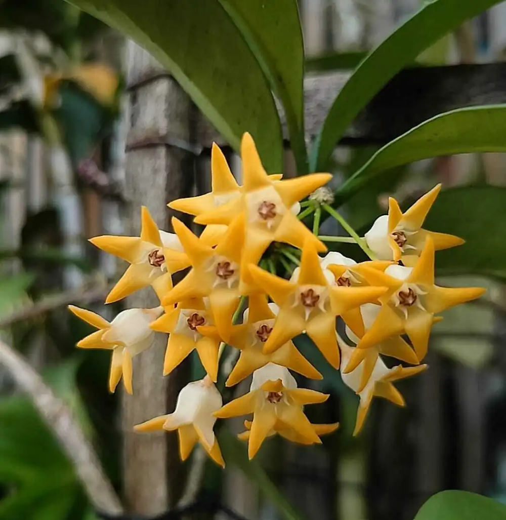 Hoya occultata