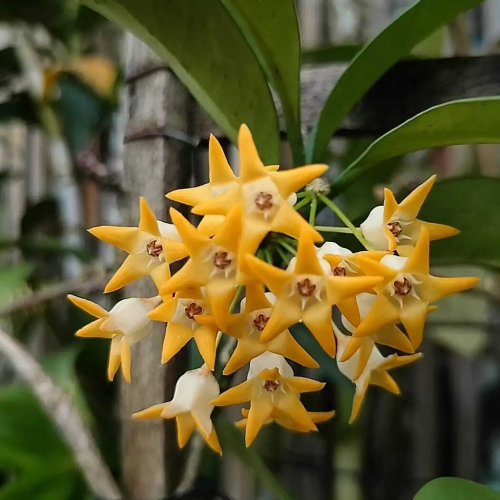 Hoya occultata