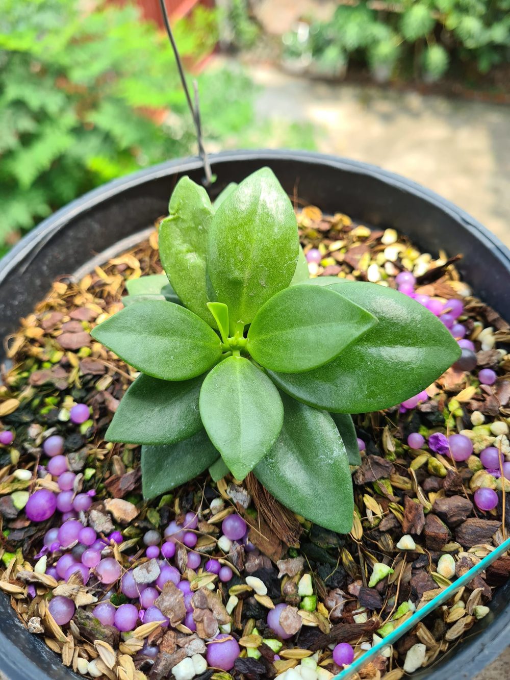 Hoya pachyclada snow lotus dragon