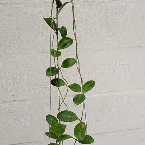Hoya pallilimba (Oval leaf)