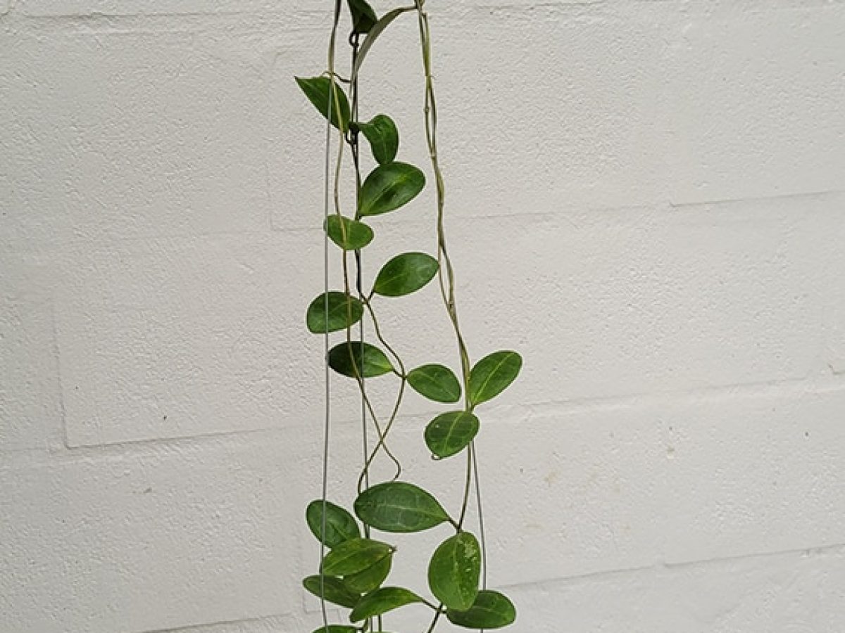 Hoya pallilimba (Oval leaf)