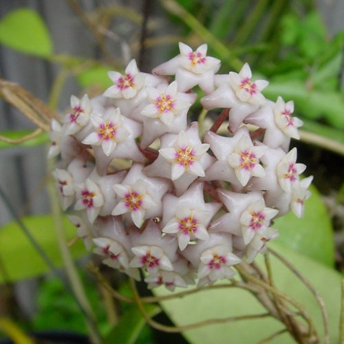 Hoya parasitica koh chang