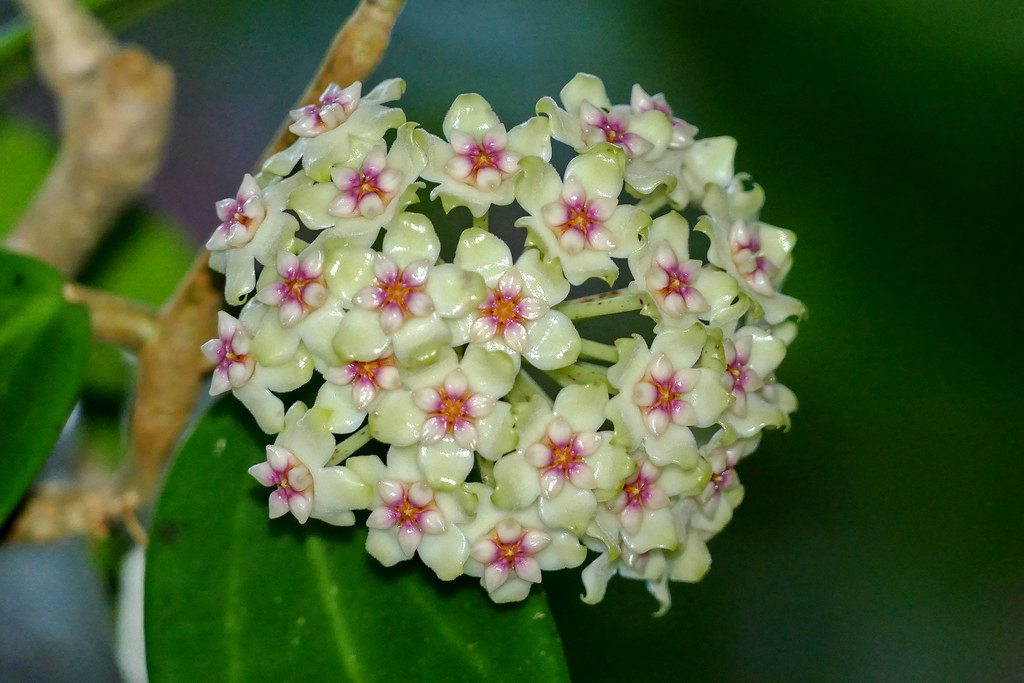 Hoya Parasitica x Pachyclada in a 4 inch pot well established / offers Gorgeous leaves